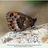 erebia hewitsonii zekari female 3